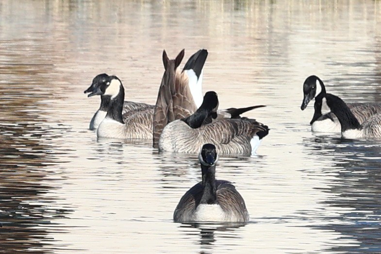 kanadagås - ML645730823