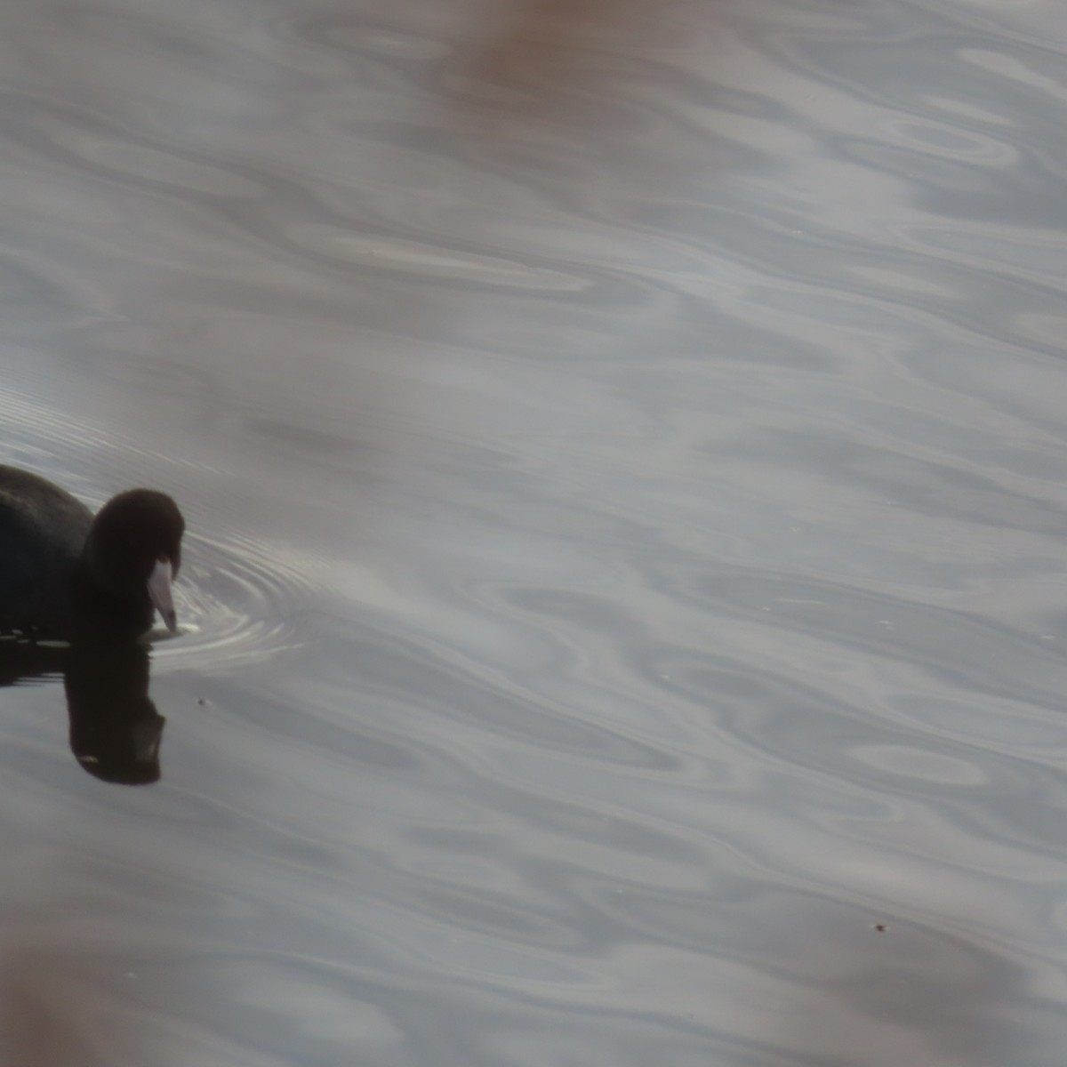 American Coot - ML645730824