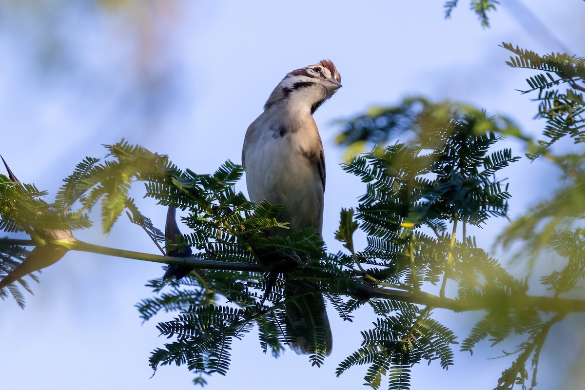 Lark Sparrow - ML645730832