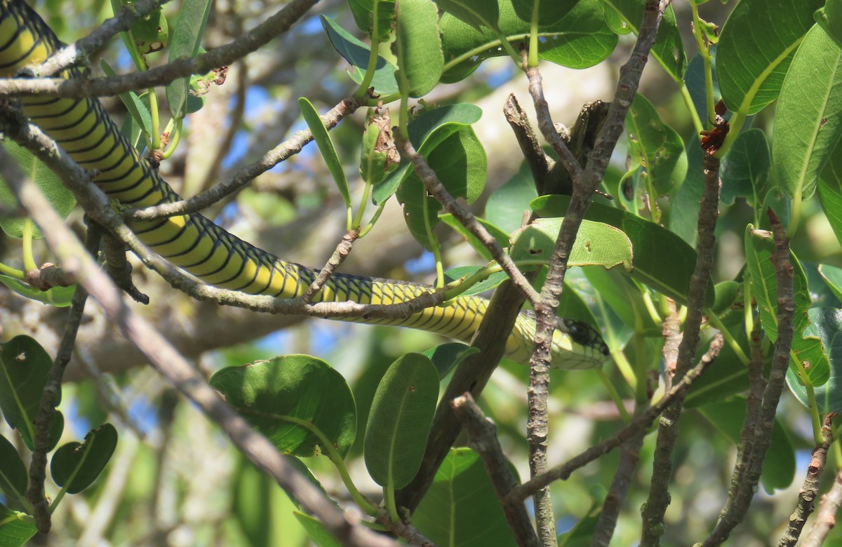Common Boomslang - ML645730838
