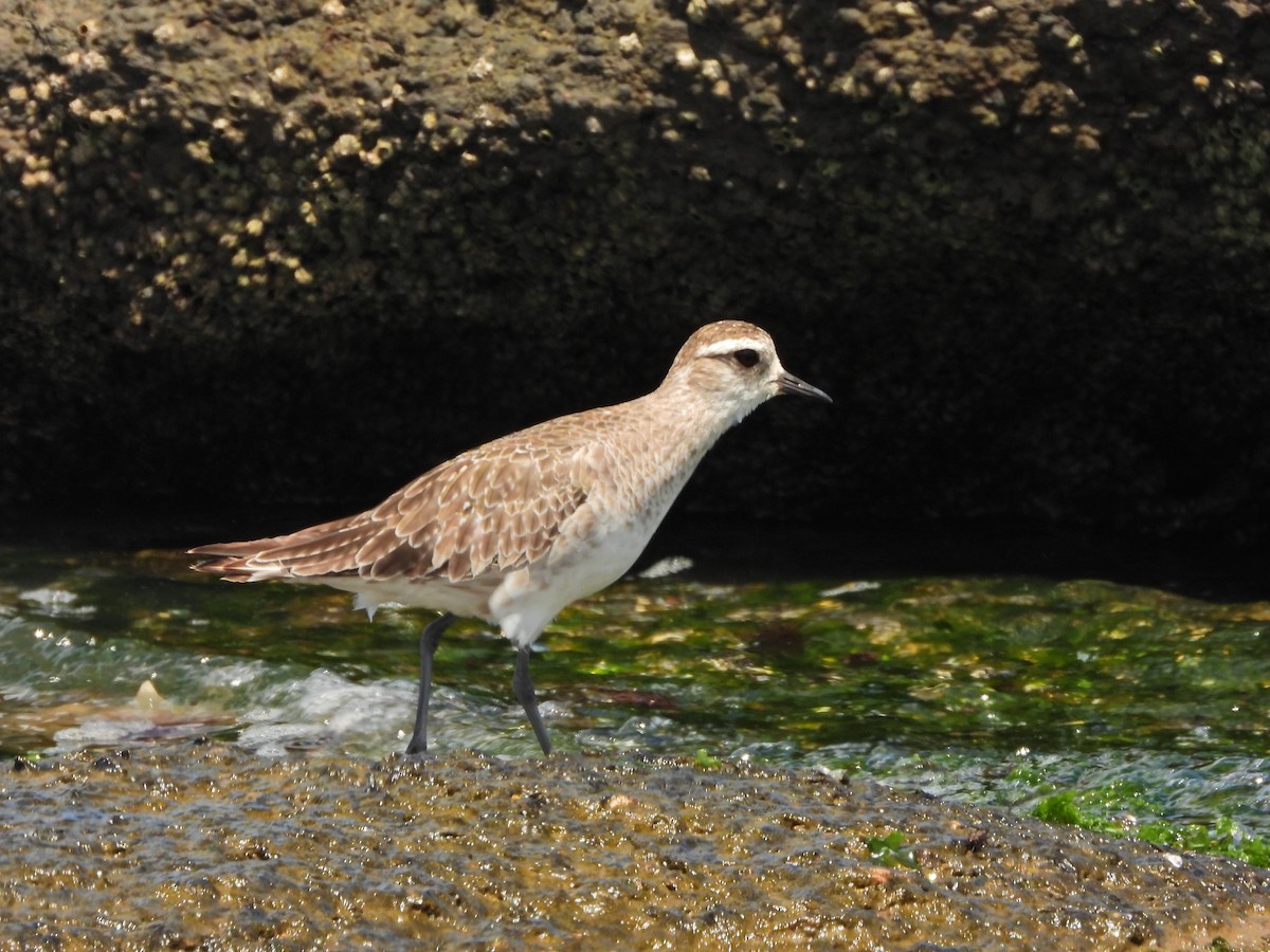 kulík hnědokřídlý - ML645730847