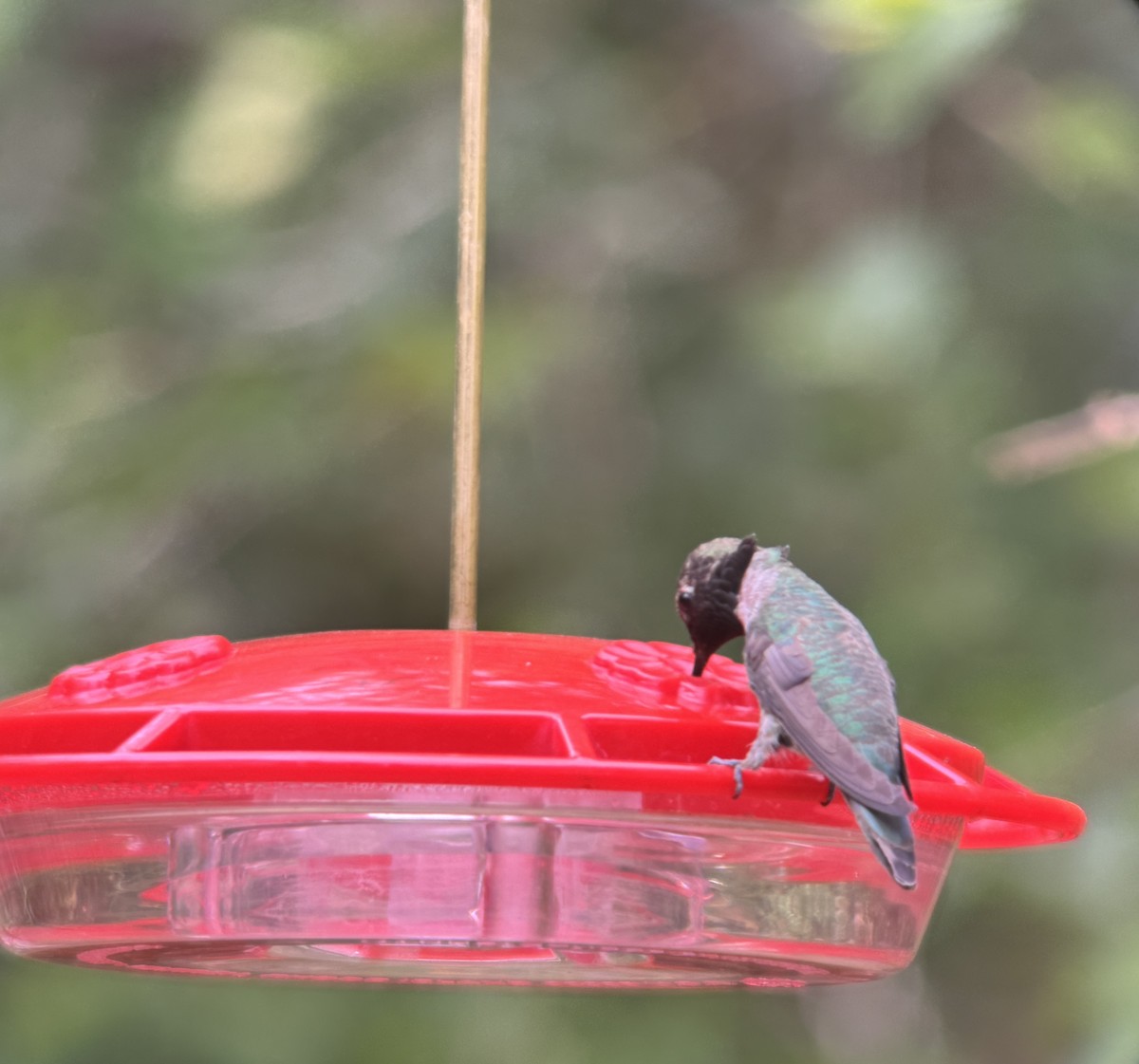 Black-chinned Hummingbird - ML645730854