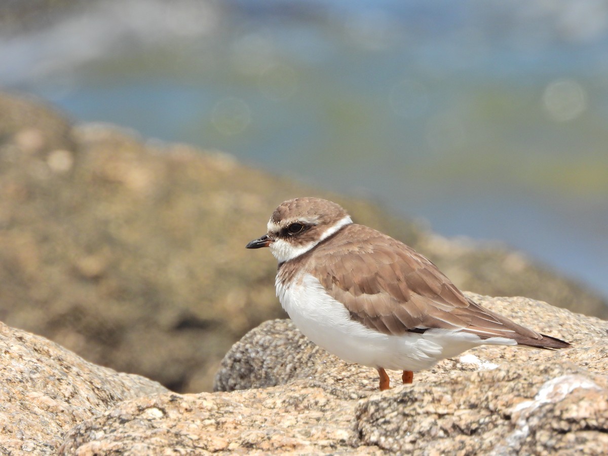 kulík kanadský - ML645730862