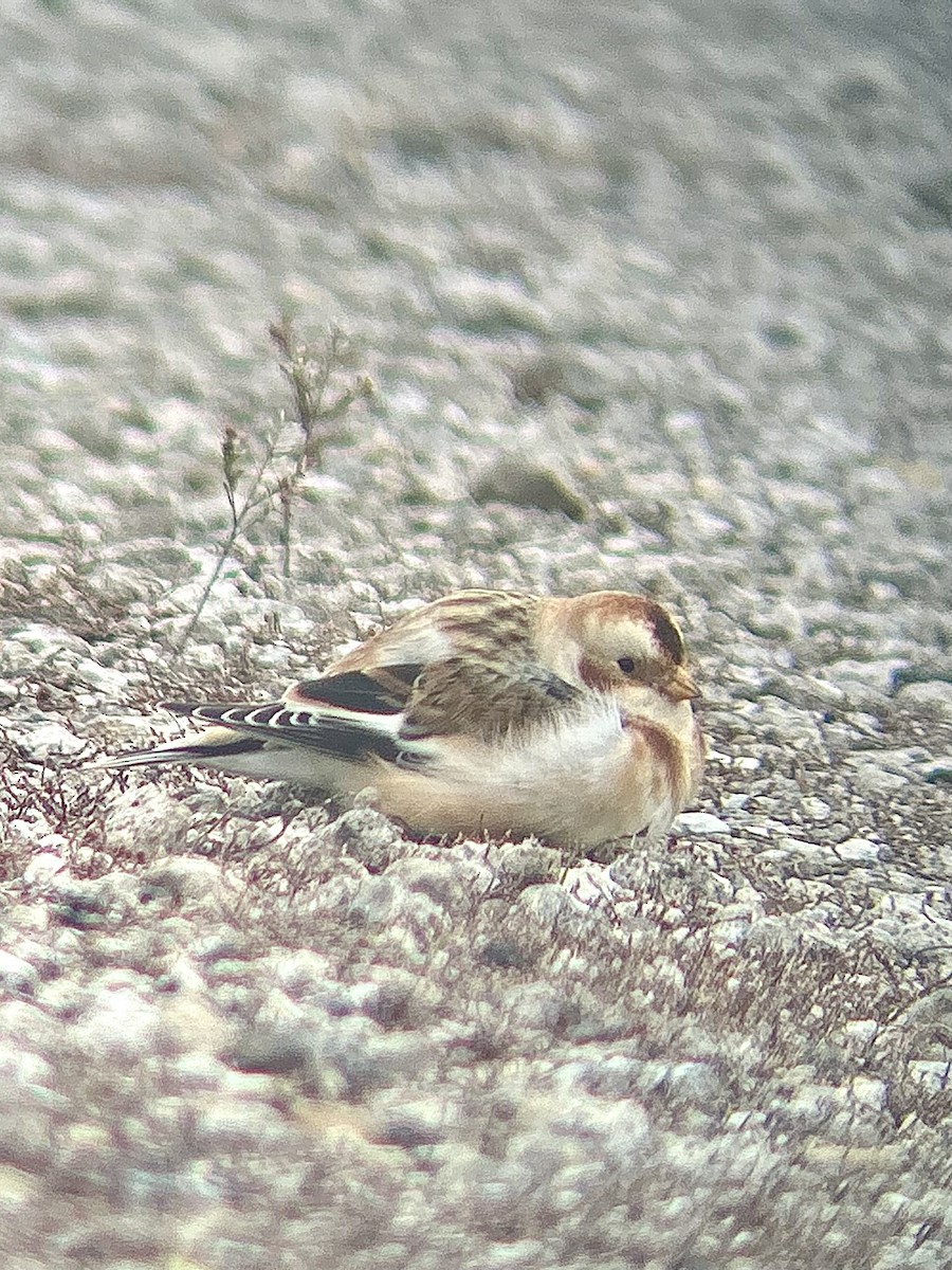 Snow Bunting - ML645730866