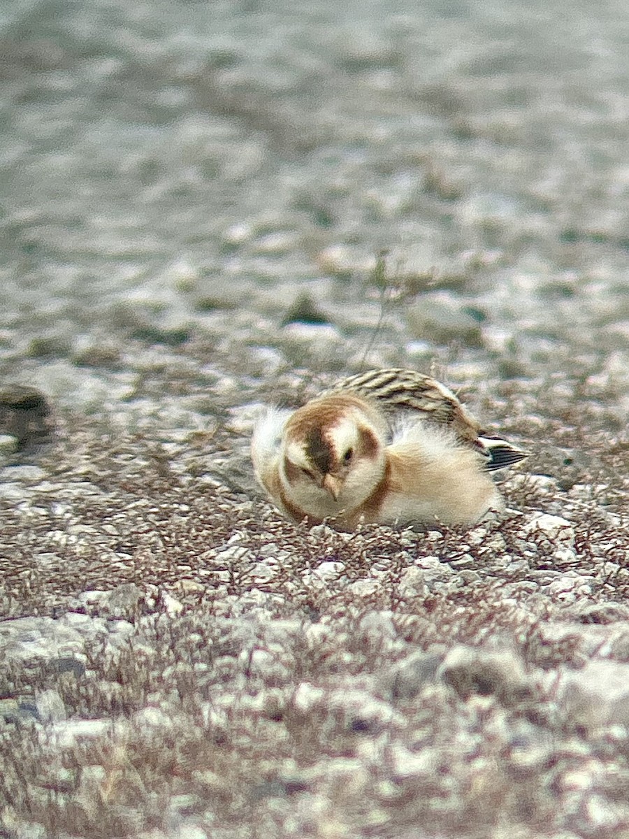 Snow Bunting - ML645730867