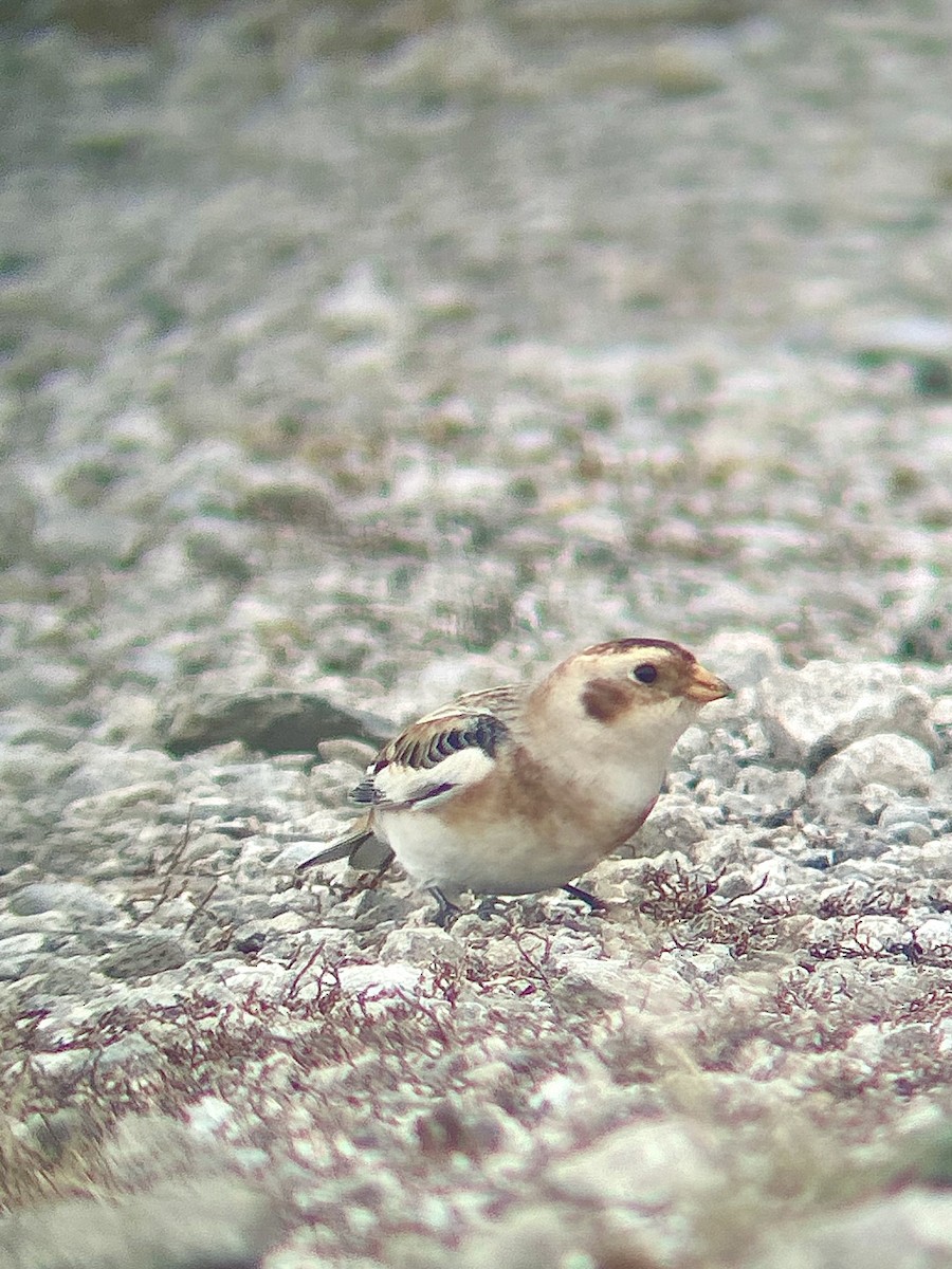 Snow Bunting - ML645730868