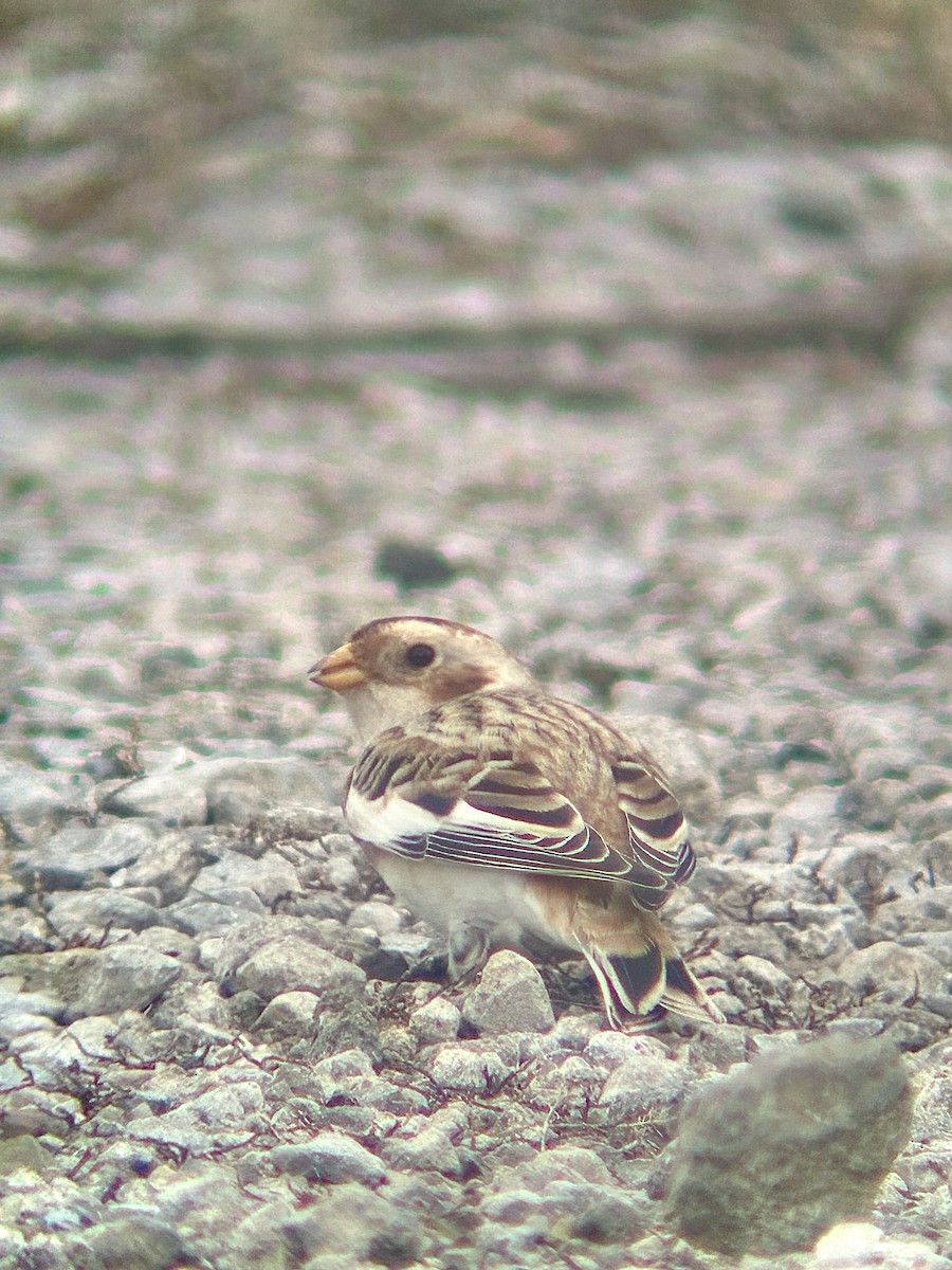 Snow Bunting - ML645730869