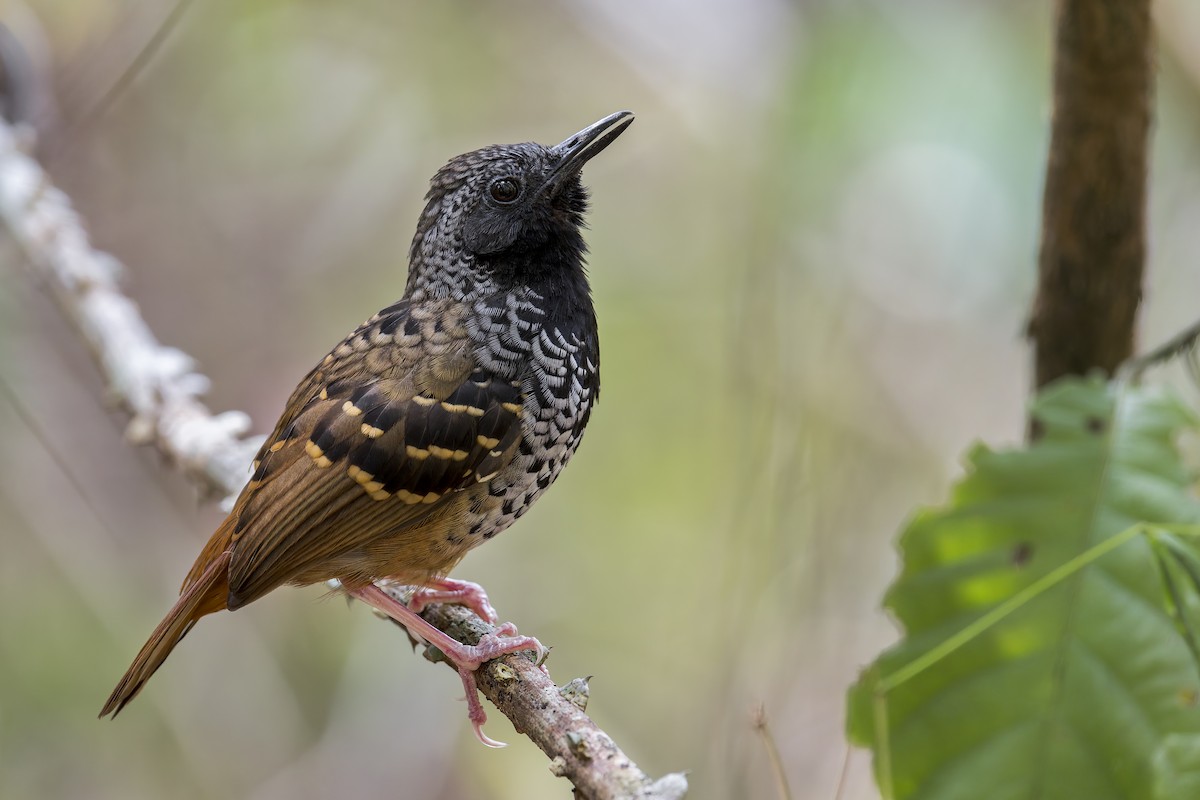Scalloped Antbird - ML645730873