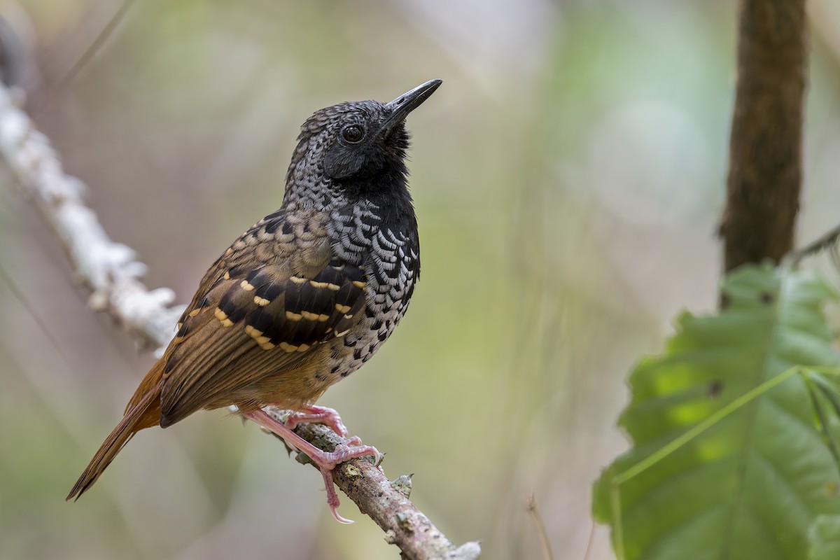Scalloped Antbird - ML645730874