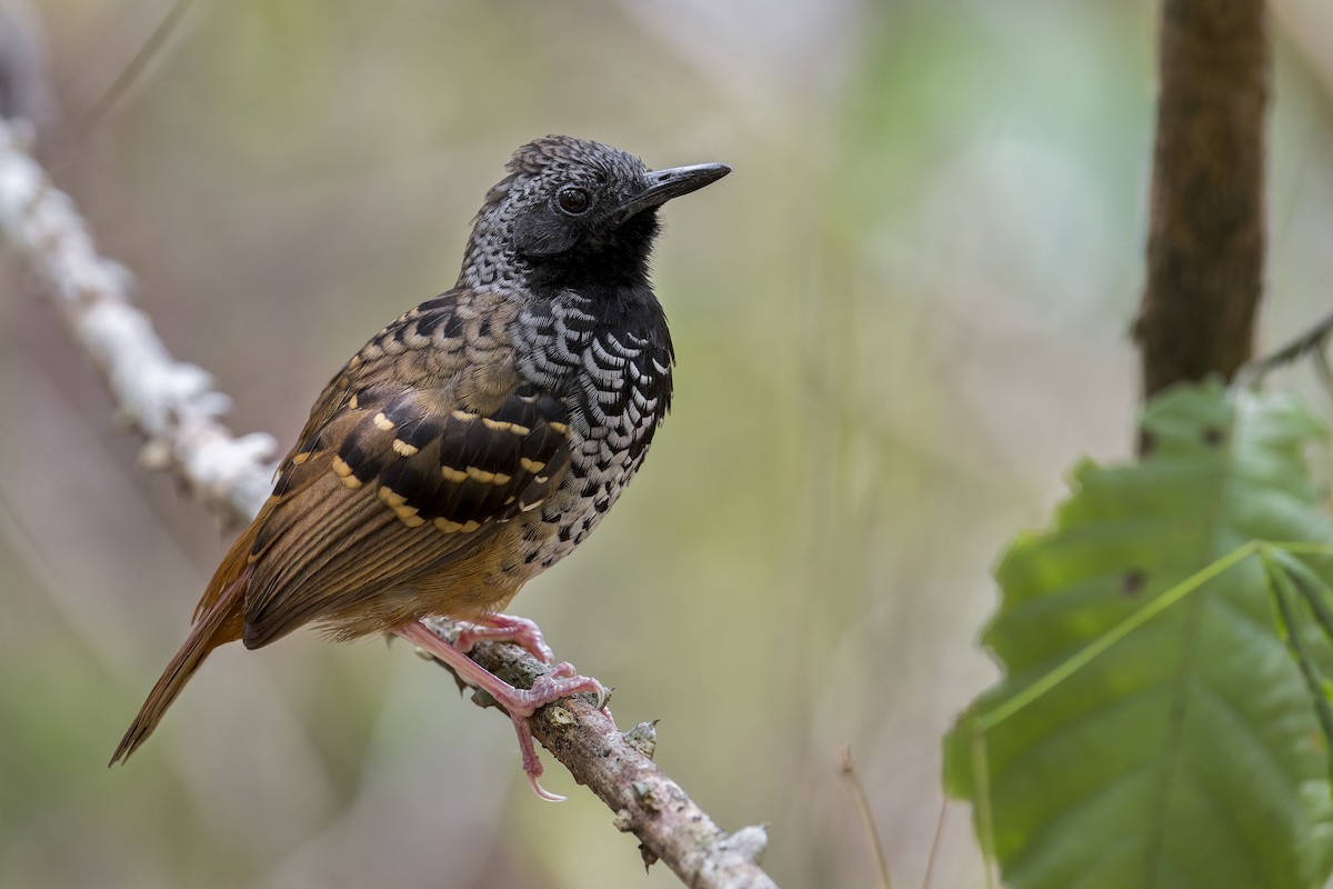 Scalloped Antbird - ML645730875