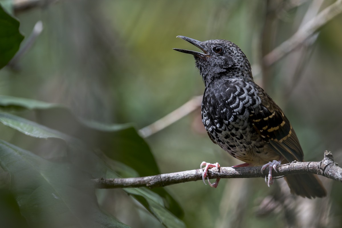 Scalloped Antbird - ML645730876
