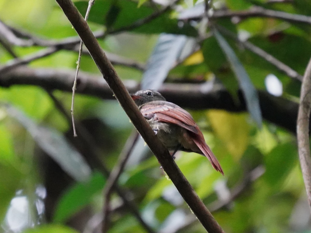 Rufous-tailed Flatbill - ML645730882