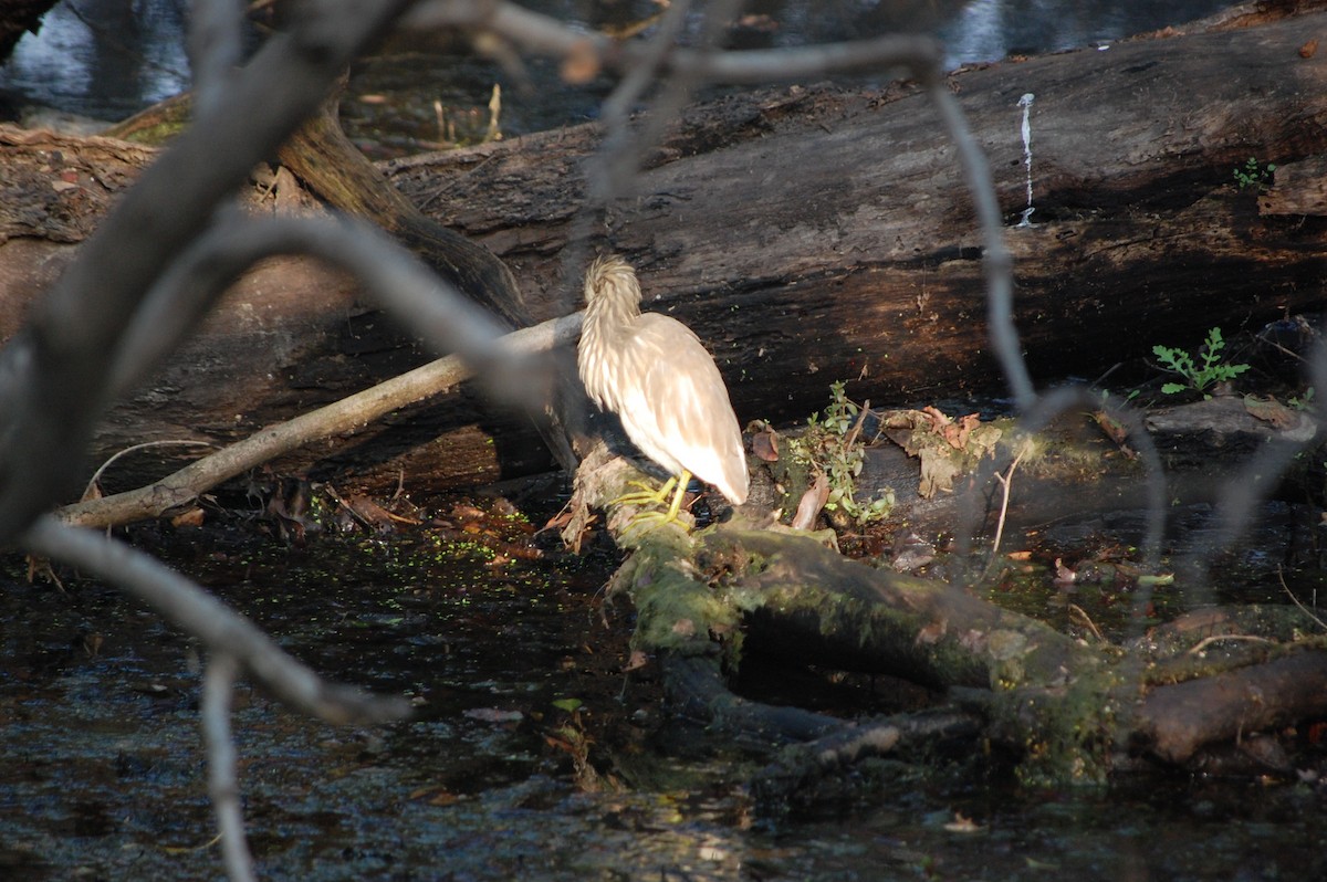 印度池鷺 - ML645730887