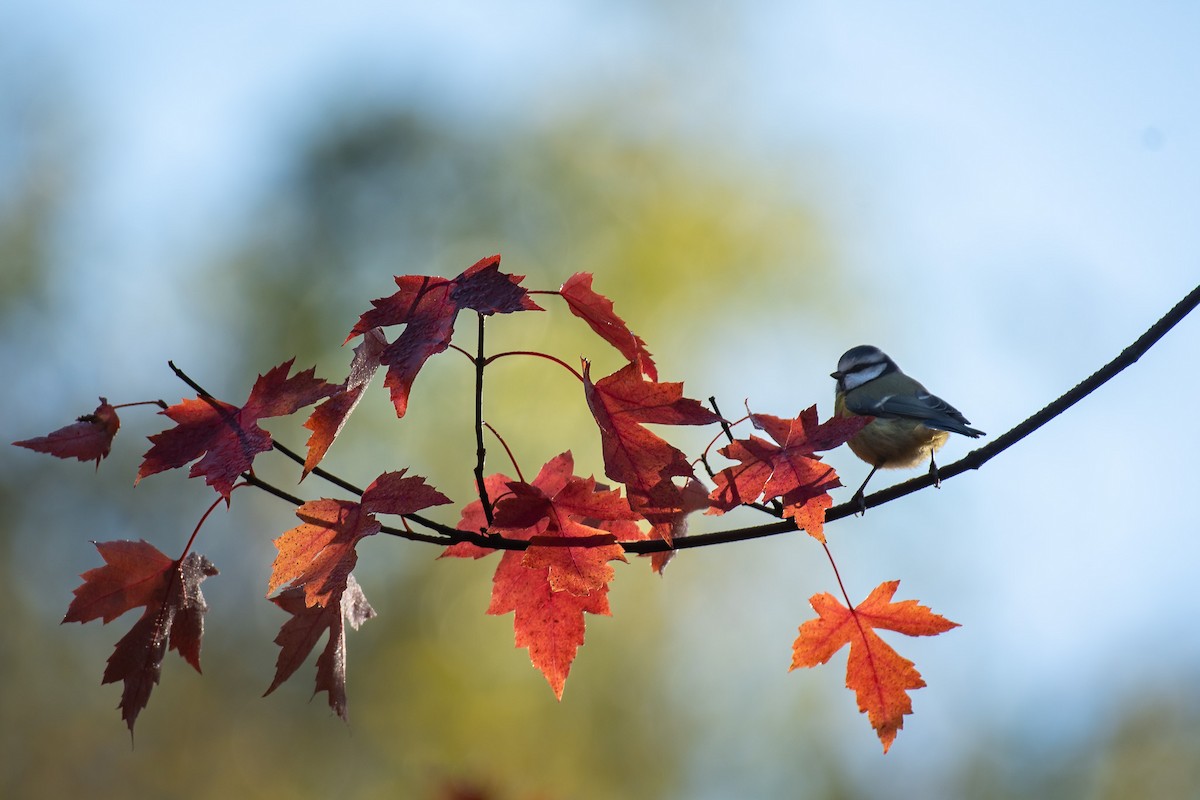Eurasian Blue Tit - ML645730888