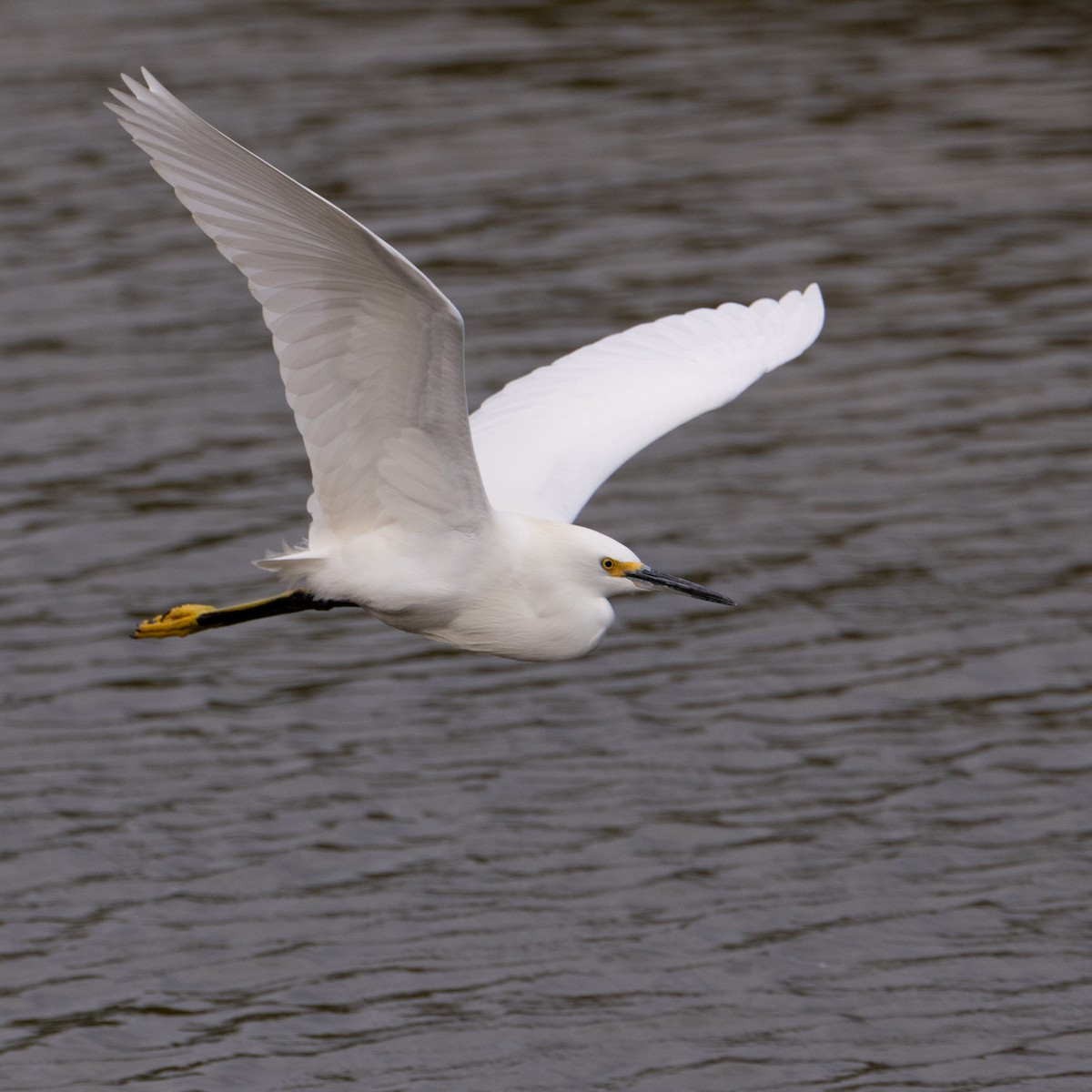 Snowy Egret - ML645730889