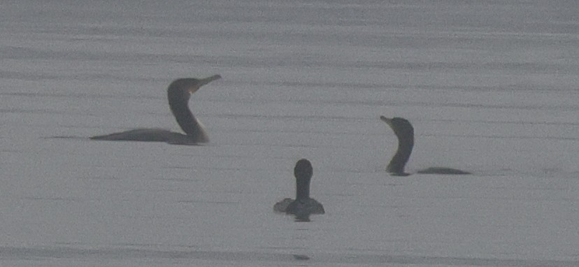 鸕鷀 - ML645730890