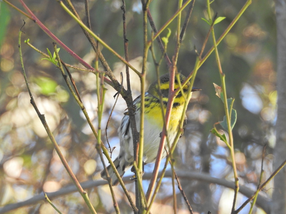 Townsend's Warbler - ML645730891