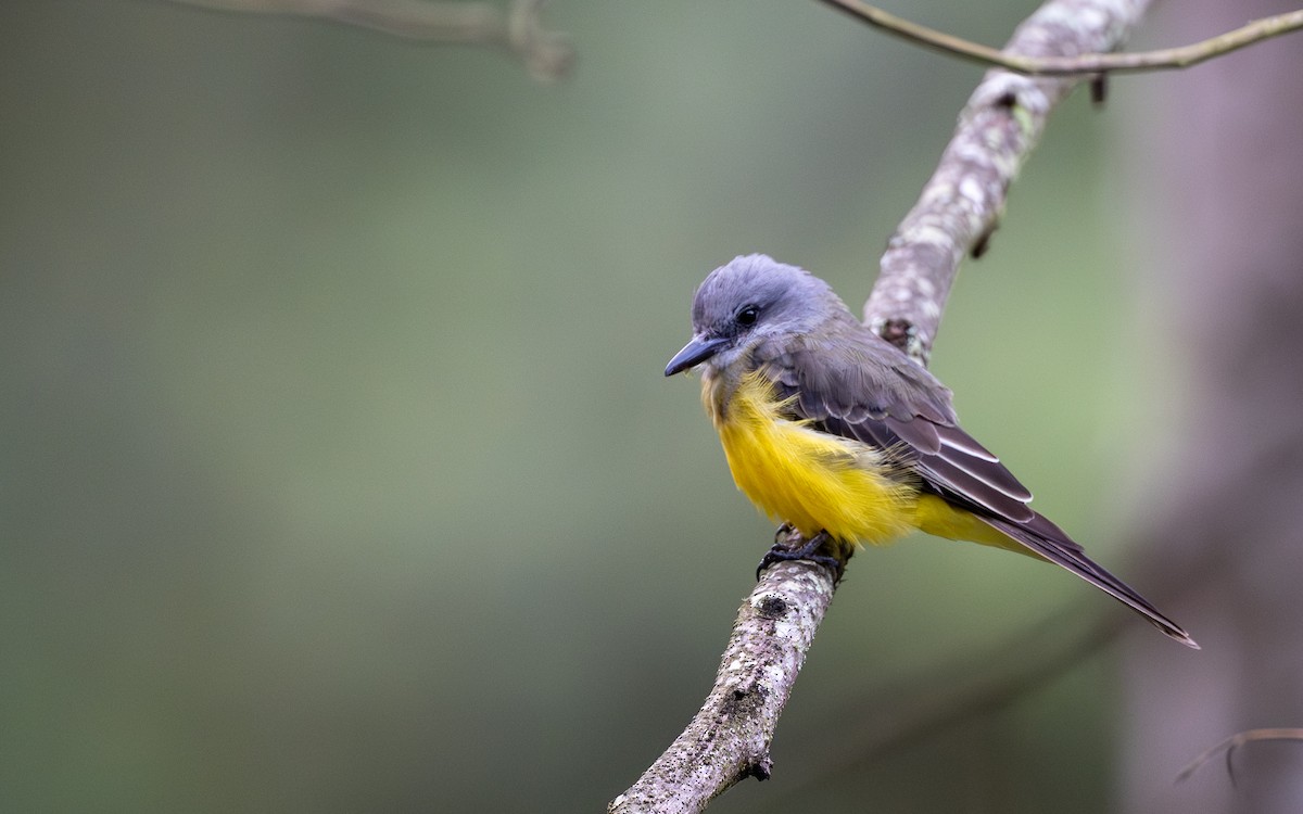 Tropical Kingbird - ML645730893