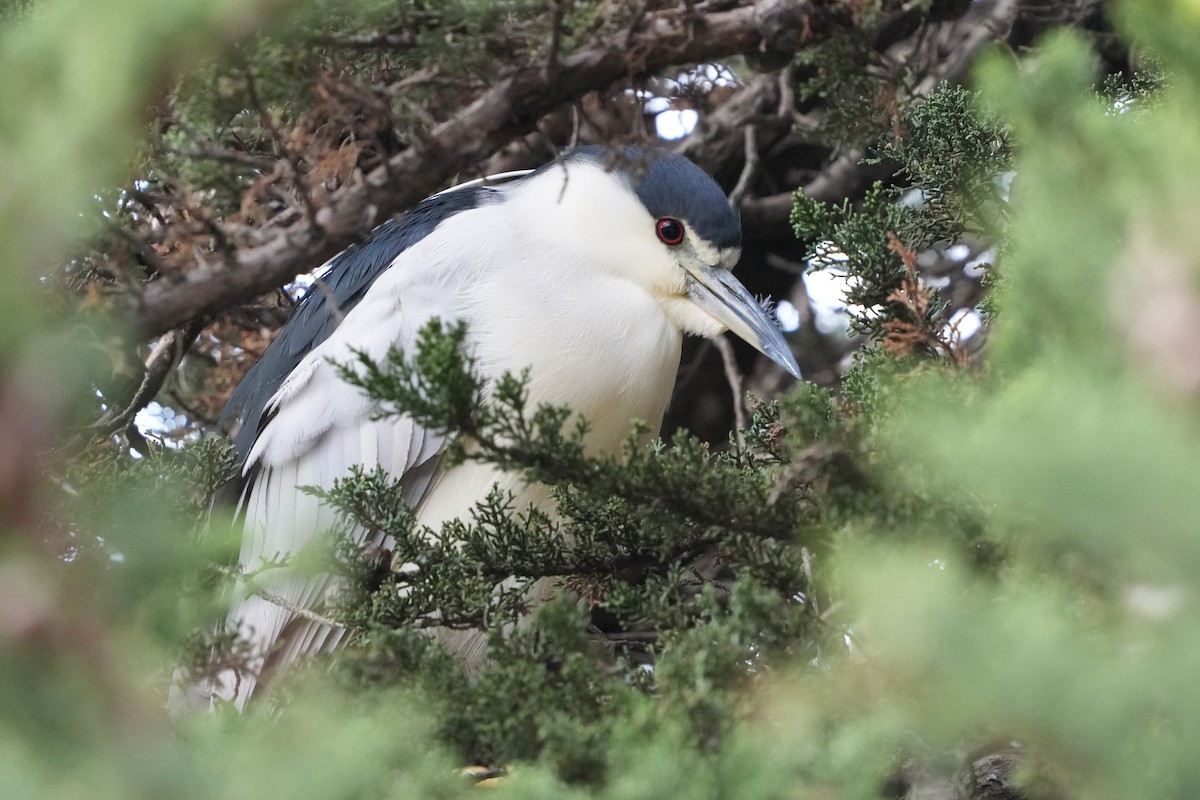 夜鷺 - ML645730894