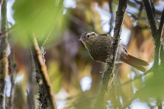 Bahia Treehunter (undescribed form) - eBird