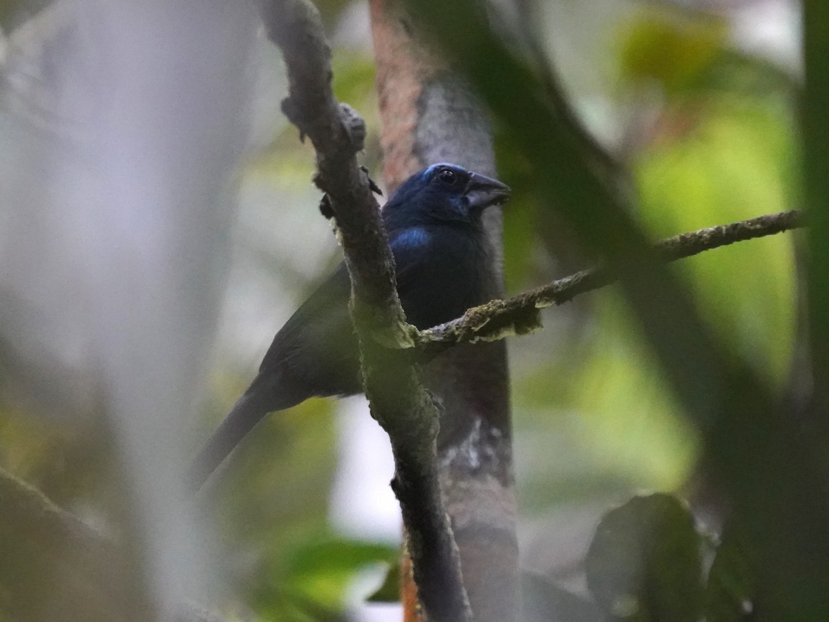 Amazonian Grosbeak - ML645730900