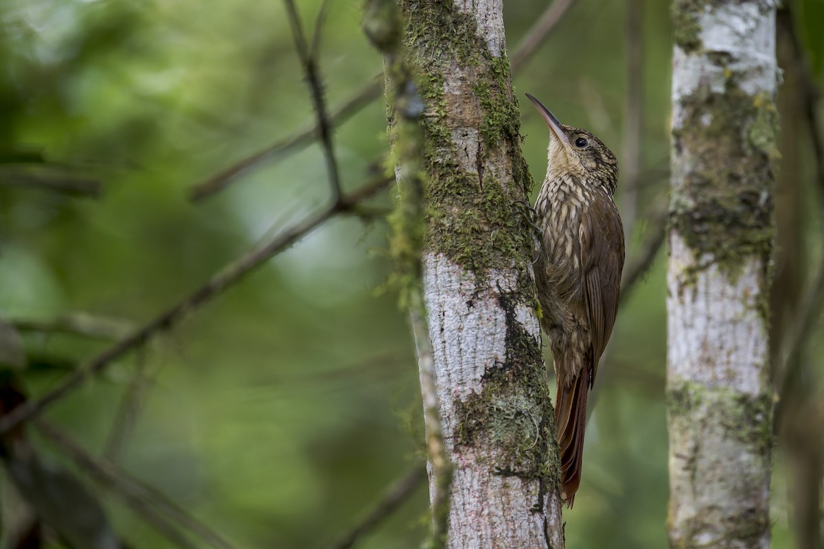 Scaled Woodcreeper - ML645730903