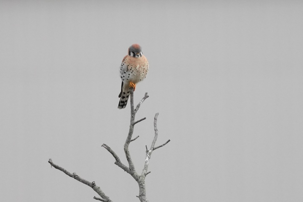 American Kestrel - ML645730904