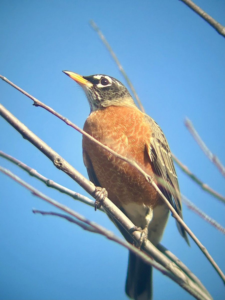 American Robin - ML645730911