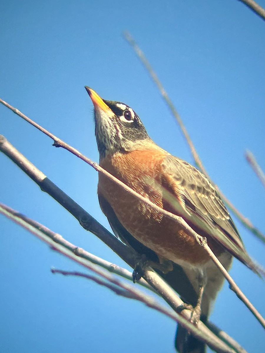 American Robin - ML645730912