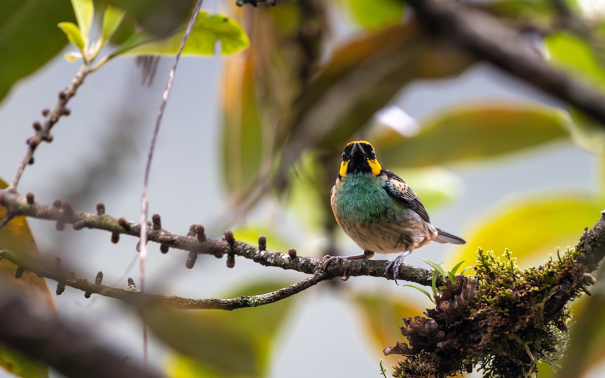 Saffron-crowned Tanager - ML645730917