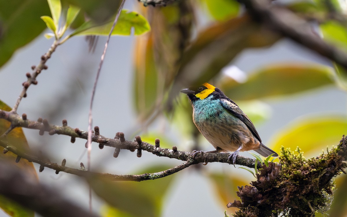 Saffron-crowned Tanager - ML645730918
