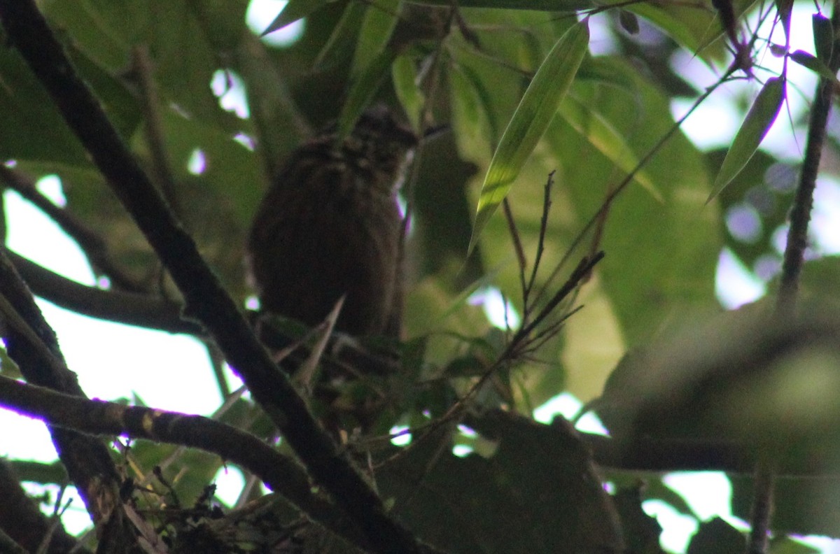 Black-capped Hemispingus - ML645730924