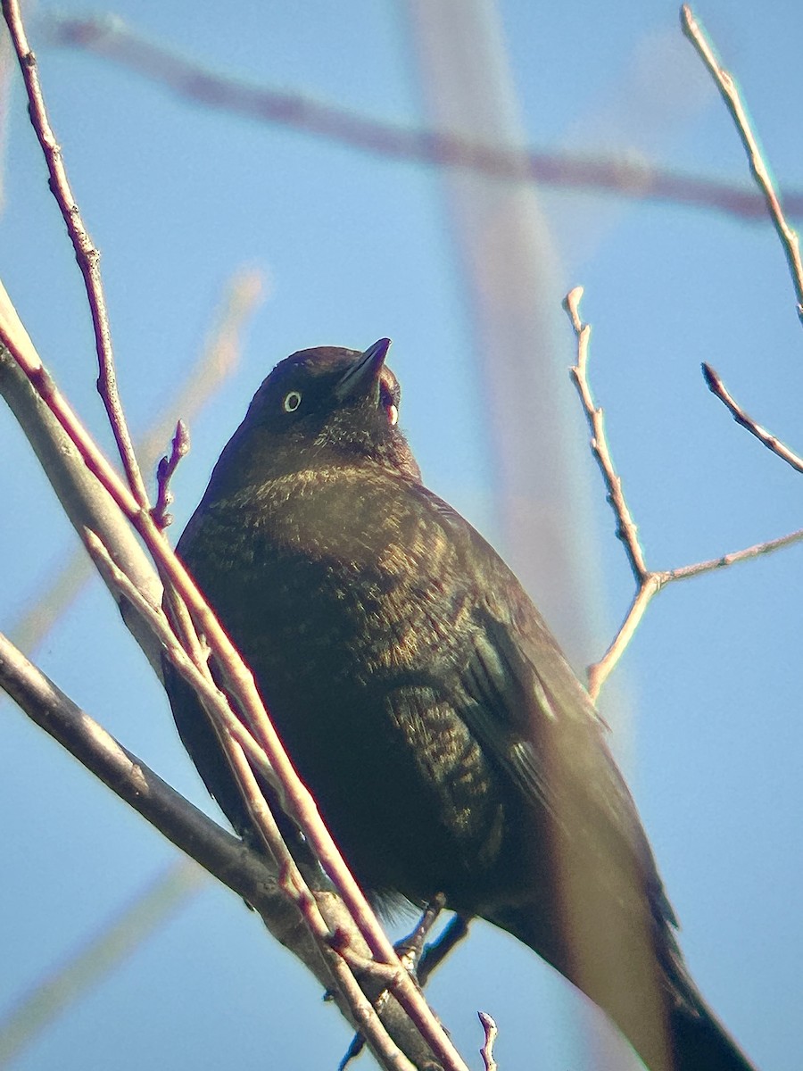 Rusty Blackbird - ML645730926