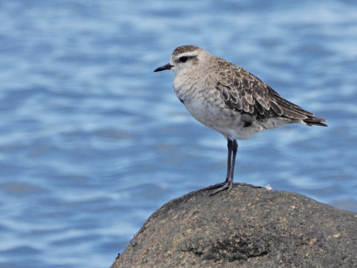 kulík hnědokřídlý - ML645730930