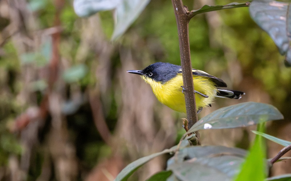 Common Tody-Flycatcher - ML645730937