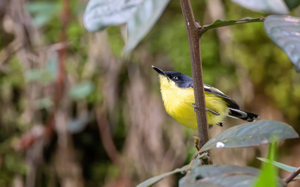 Common Tody-Flycatcher - ML645730938