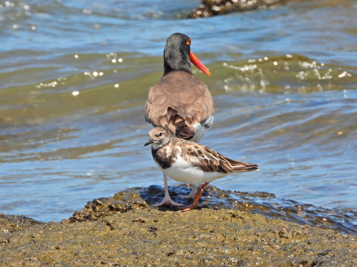 kamenáček pestrý - ML645730951