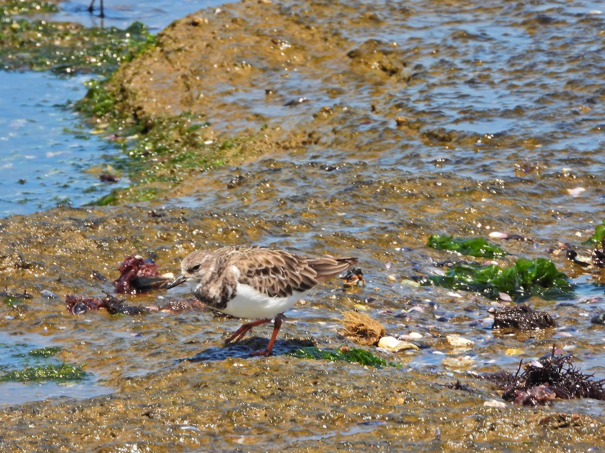 kamenáček pestrý - ML645730953