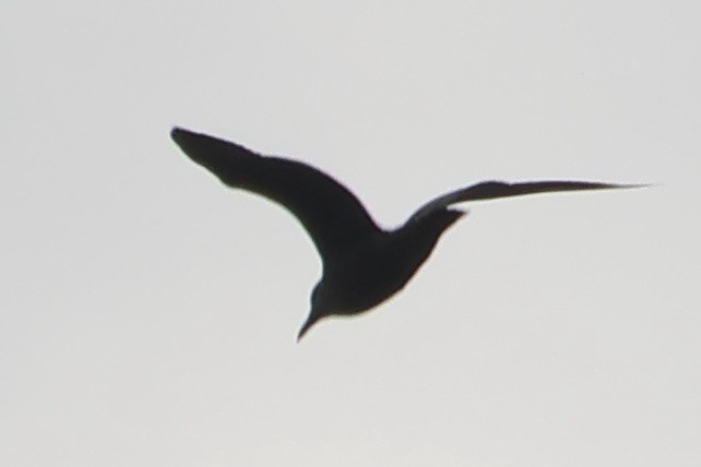 gull sp. - ML645730958