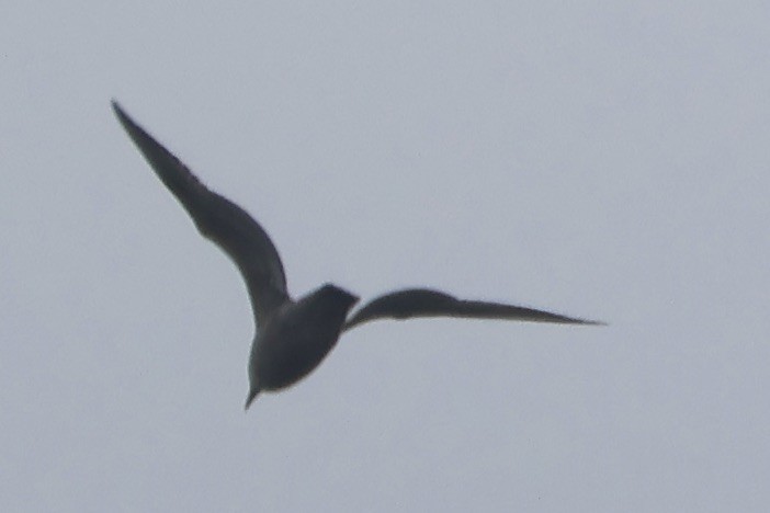 gull sp. - ML645730959