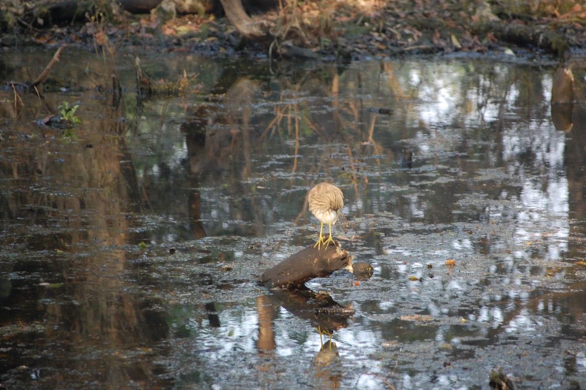 Indian Pond-Heron - ML645730962