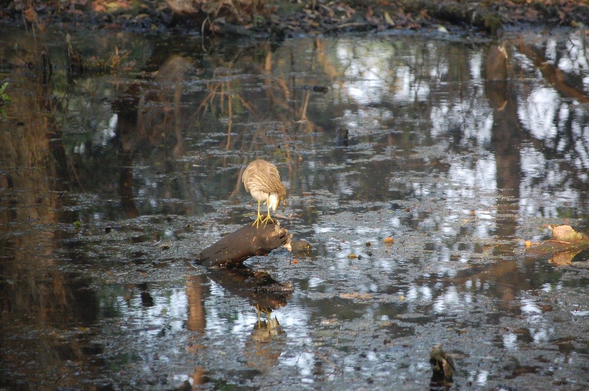 Indian Pond-Heron - ML645730963