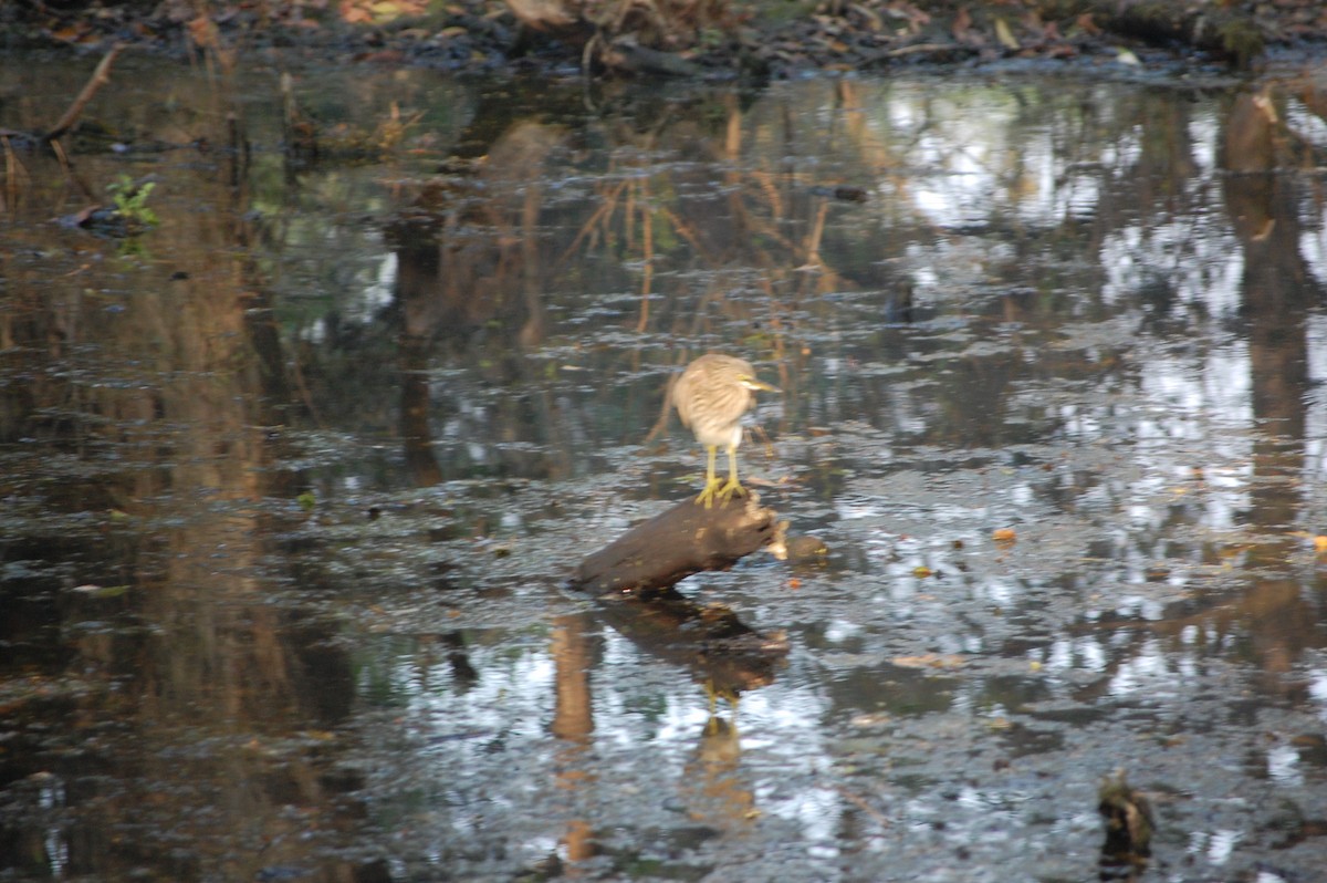 Indian Pond-Heron - ML645730964