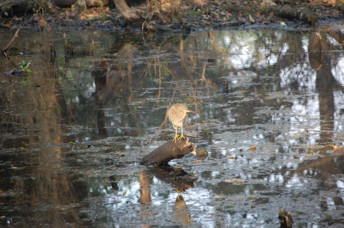 Indian Pond-Heron - ML645730965