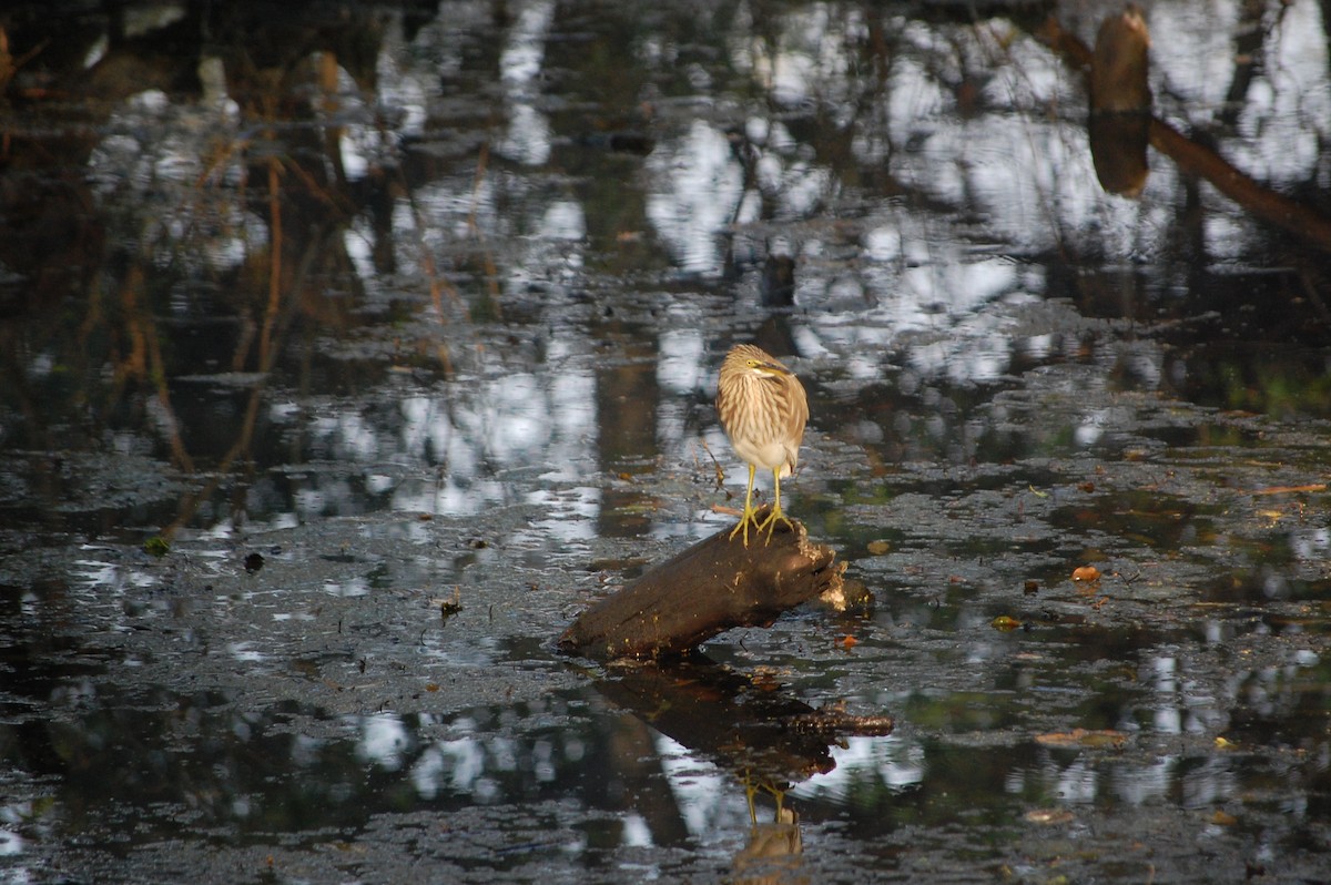 Indian Pond-Heron - ML645730966
