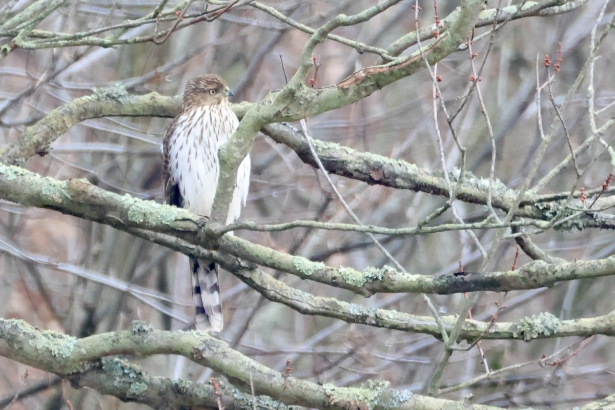 Cooper's Hawk - ML645730977