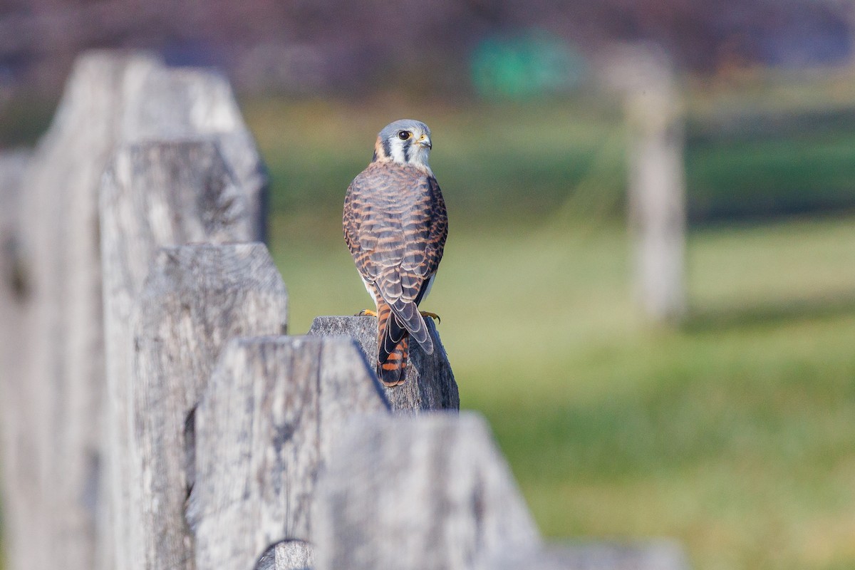 American Kestrel - ML645730996