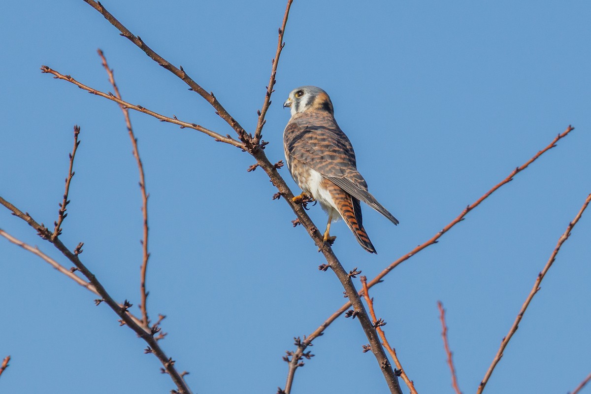 American Kestrel - ML645730997