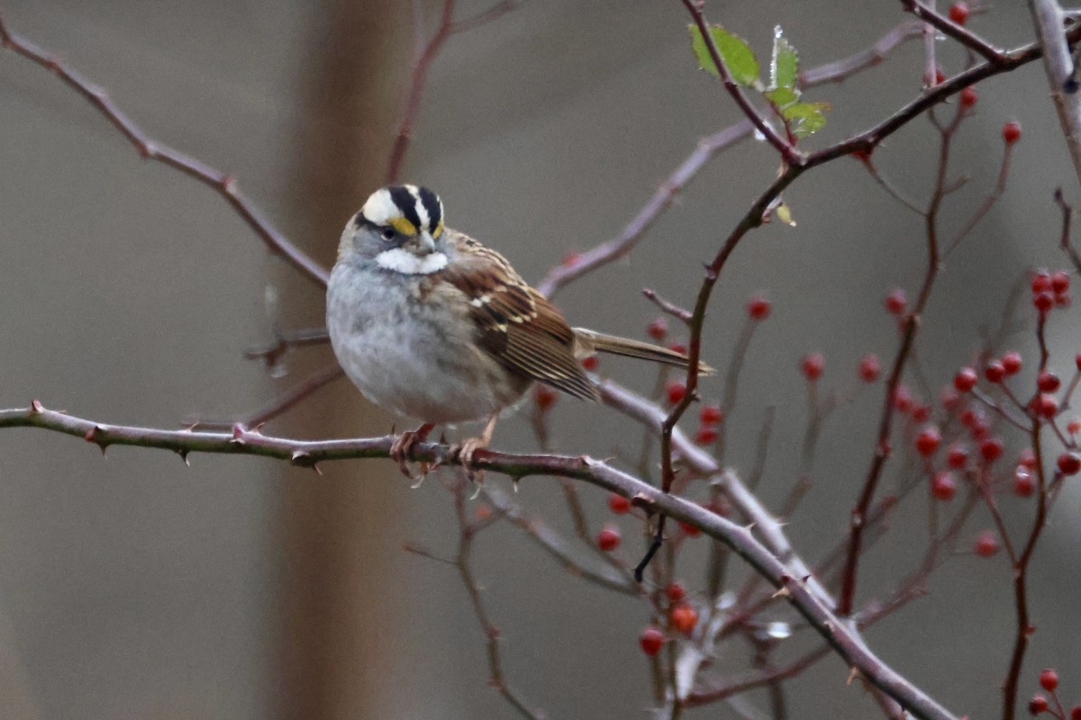 White-throated Sparrow - ML645730999