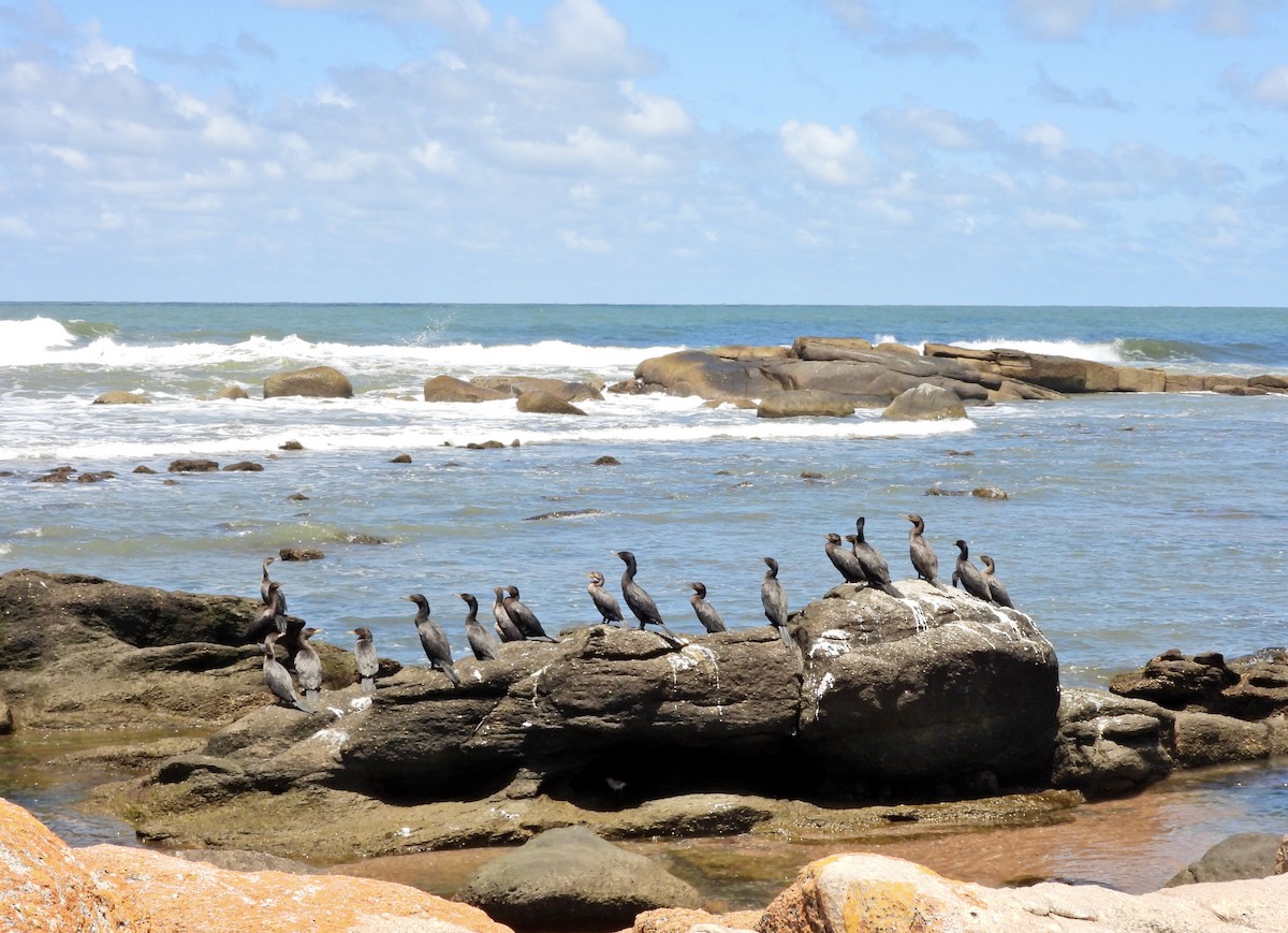 kormorán neotropický - ML645731002